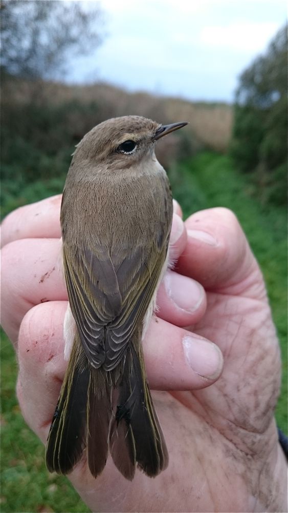 Siberian Chiffchaff