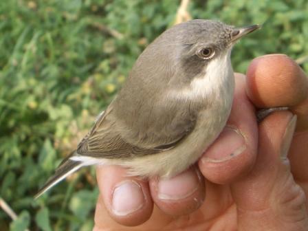 Lesser Whitethroat by Tony Paintin