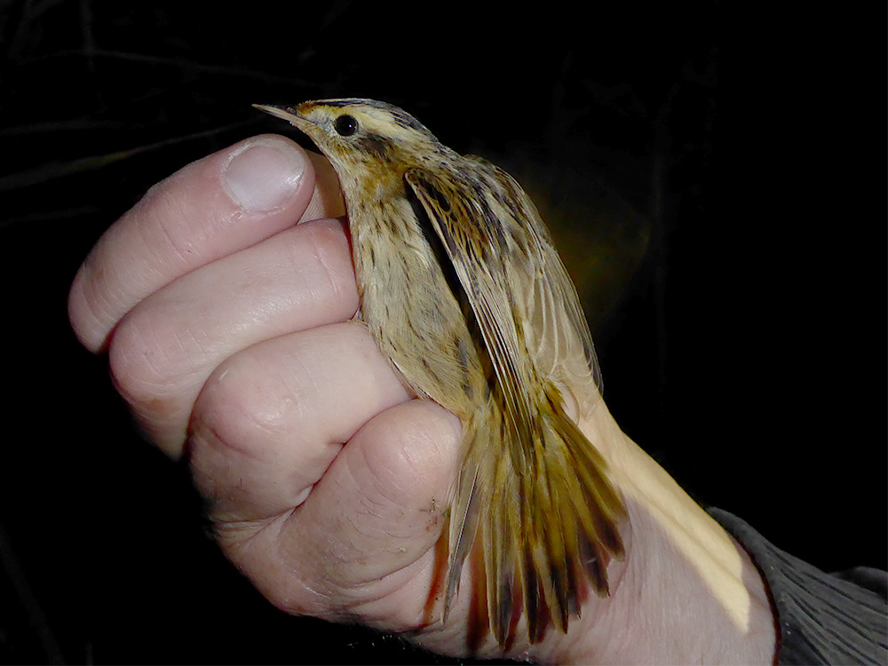 Aquatic Warbler by Paul Pestana