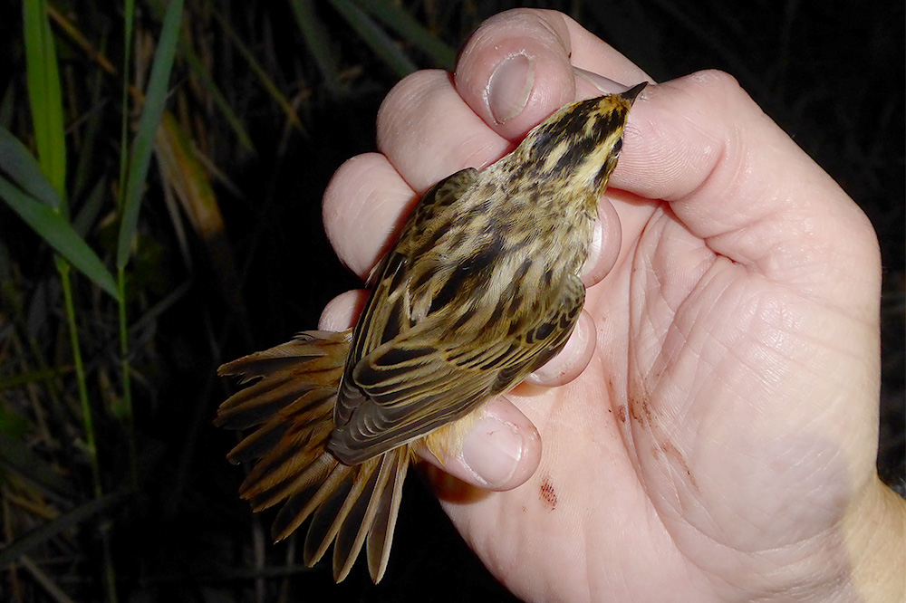 Aquatic Warbler by Paul Pestana