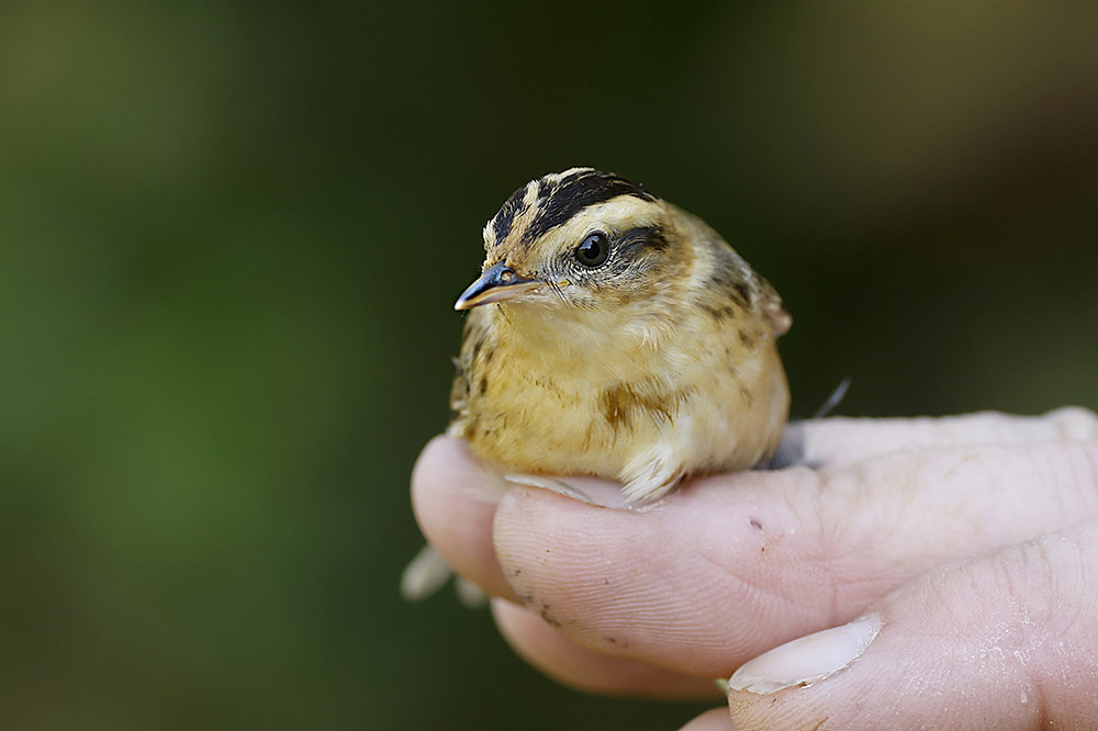 Aquatic Warbler by Mick Dryden