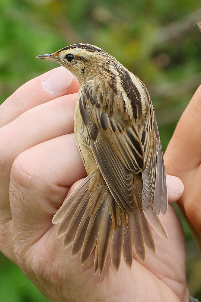 Aquatic Warbler by Mick Dryden