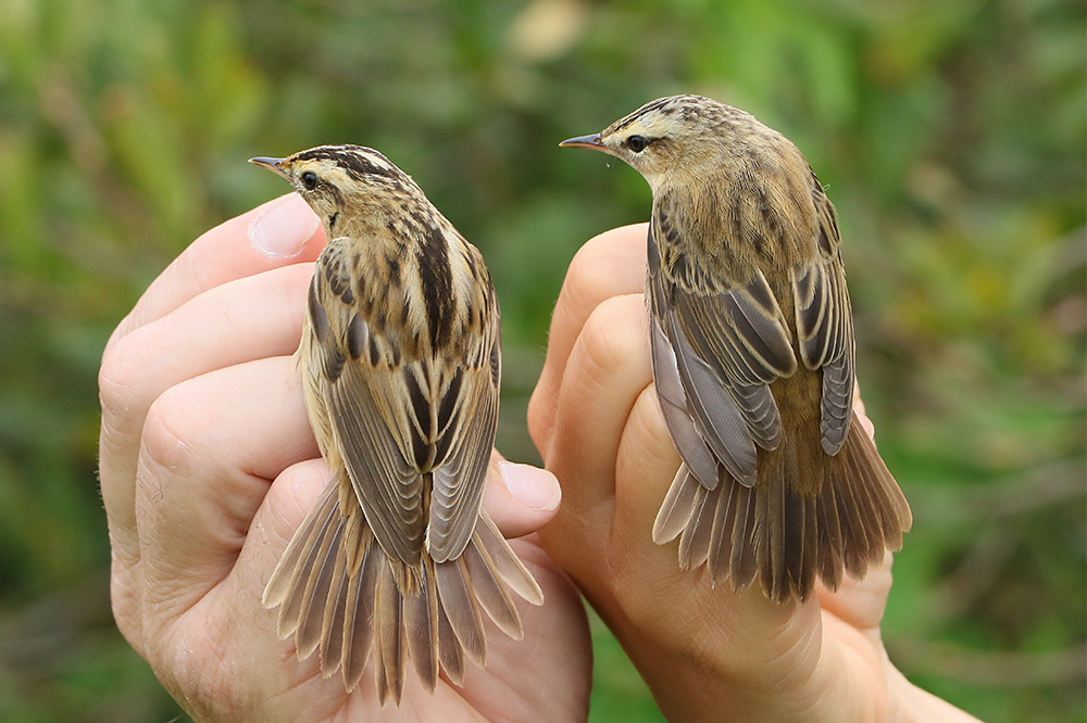 Aquatic Warbler by Mick Dryden