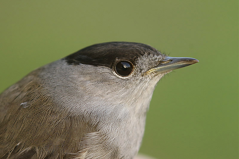 Blackcap by Mick Dryden