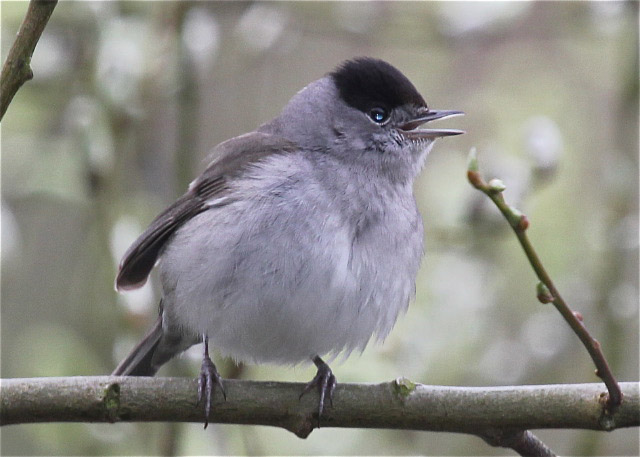 Blackcap by Vikki Robertson