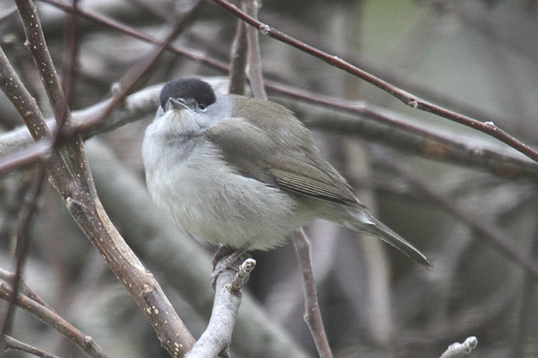 Blackcap by Mick Dryden