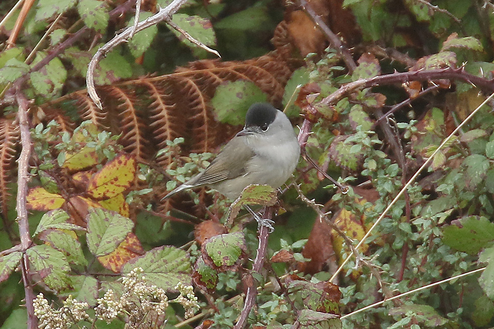 Blackcap by Mick Dryden
