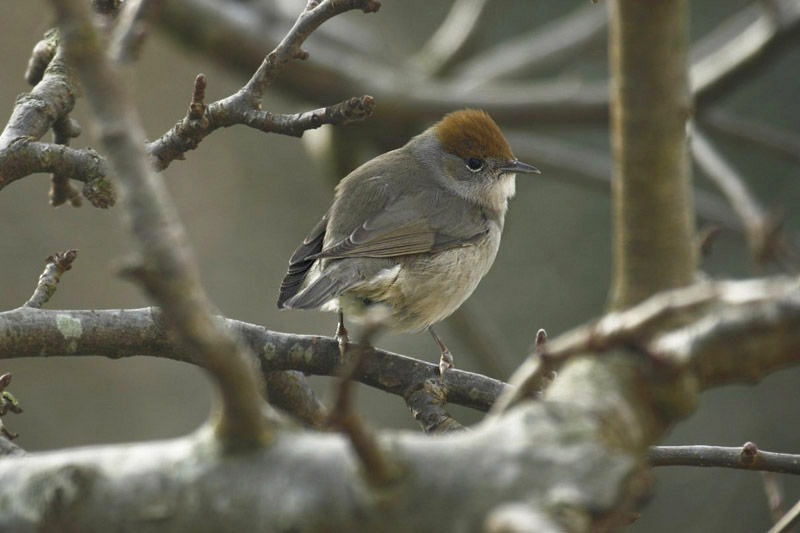 Blackcap by Andrew Koester