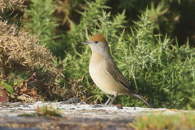 Blackcap by Mick Dryden