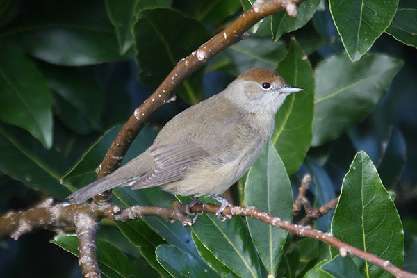 Blackcap by Mick Dryden