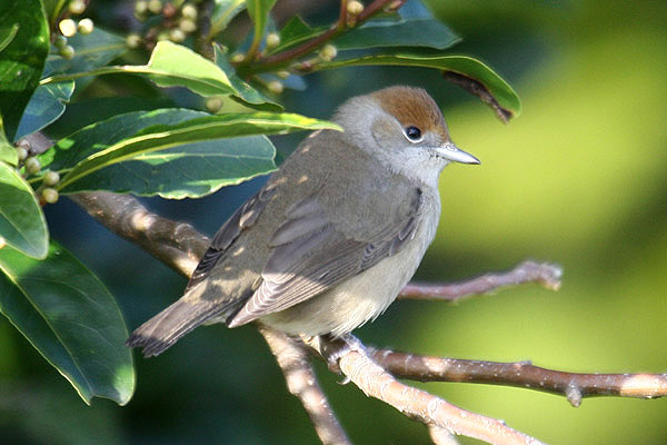 Blackcap by Mick Dryden