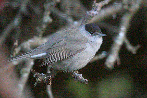 Blackcap by Mick Dryden