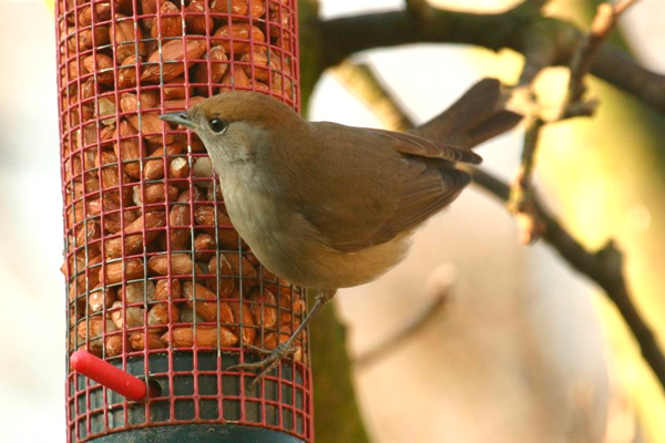 Blackcap by Andrew Koester