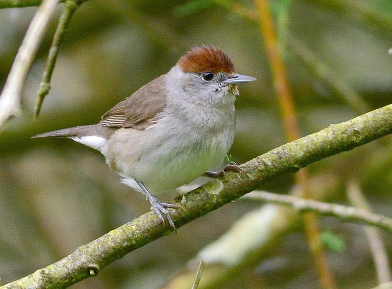 Blackcap by Tony Wright