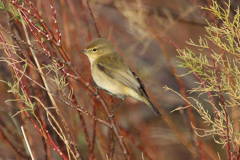 Chiffchaff by Miranda Collett