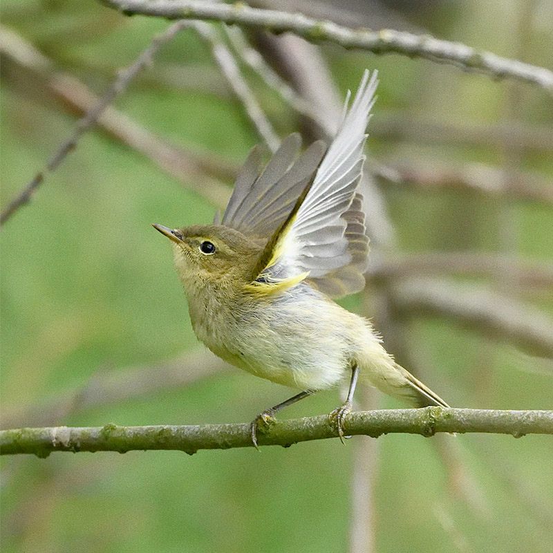 Chiffchaff by Stewart Logan