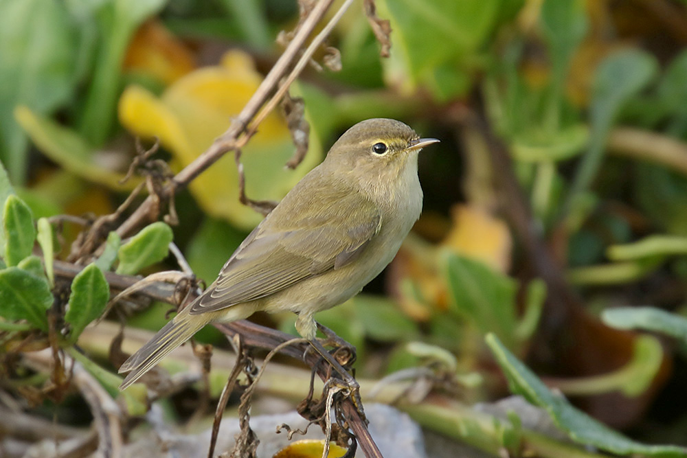 Chiffchaff by Mick Dryden