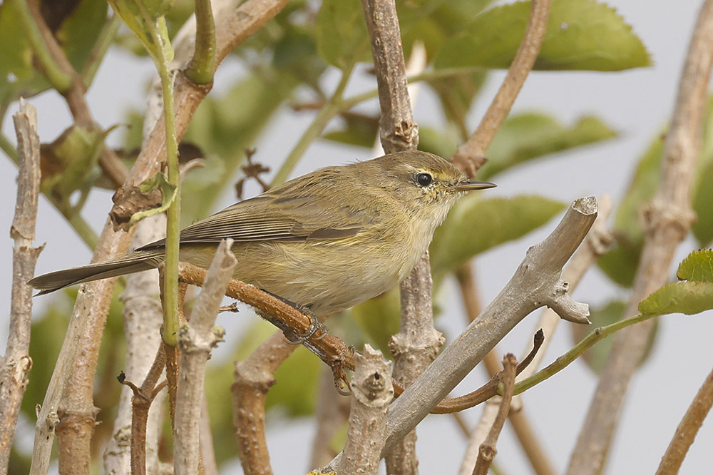 Chiffchaff by Mick Dryden