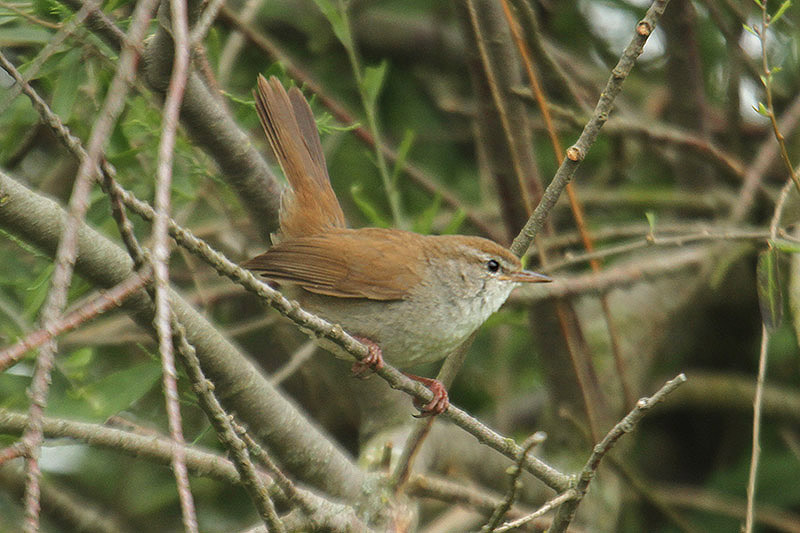 Cetti's Warbler by Mick Dryden