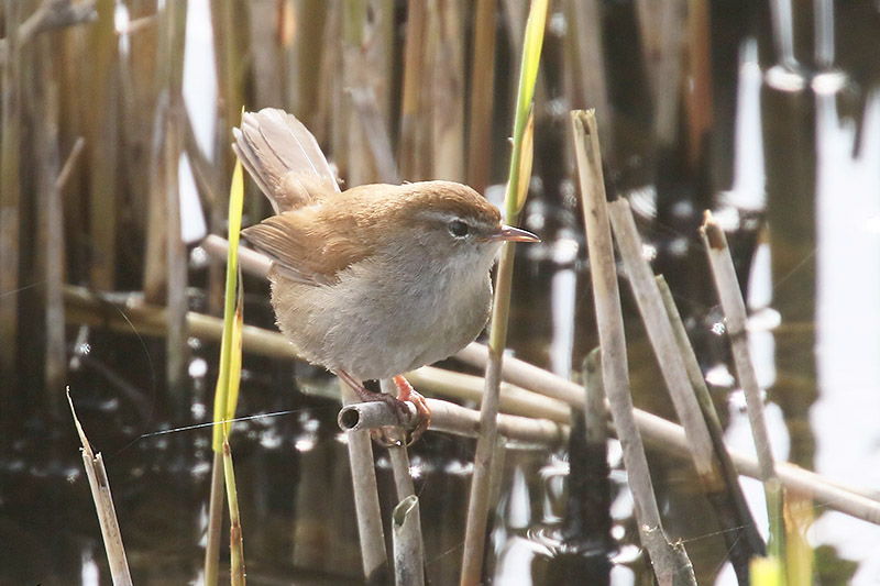Cettis Warbler by Mick Dryden