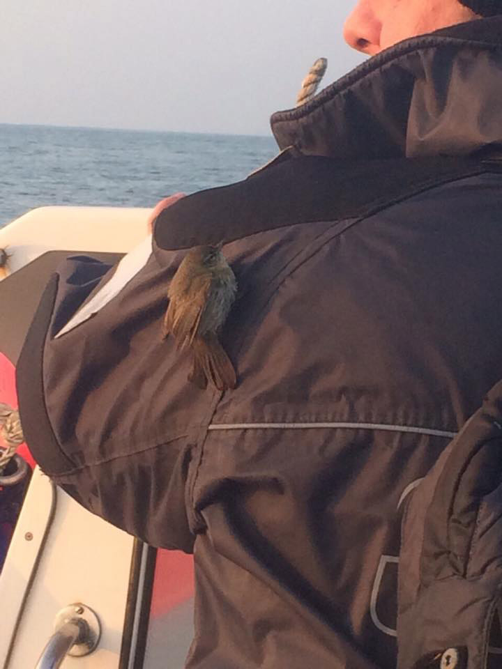 Cetti's Warbler by Luke Kilwan