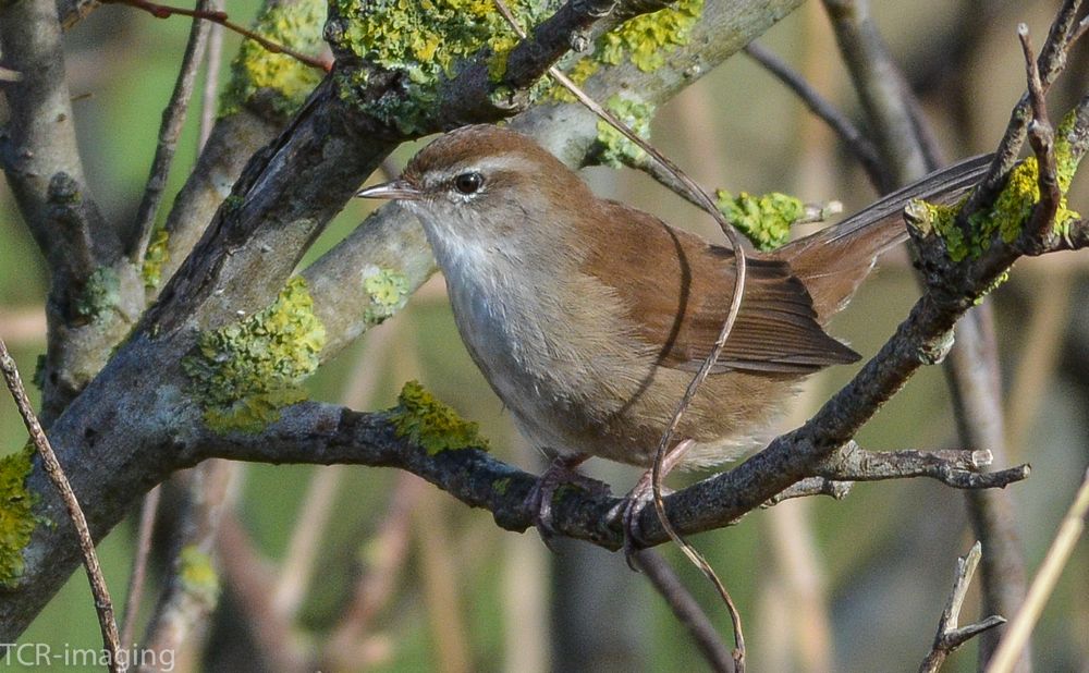 Cetti's Warbler by Tony Wright