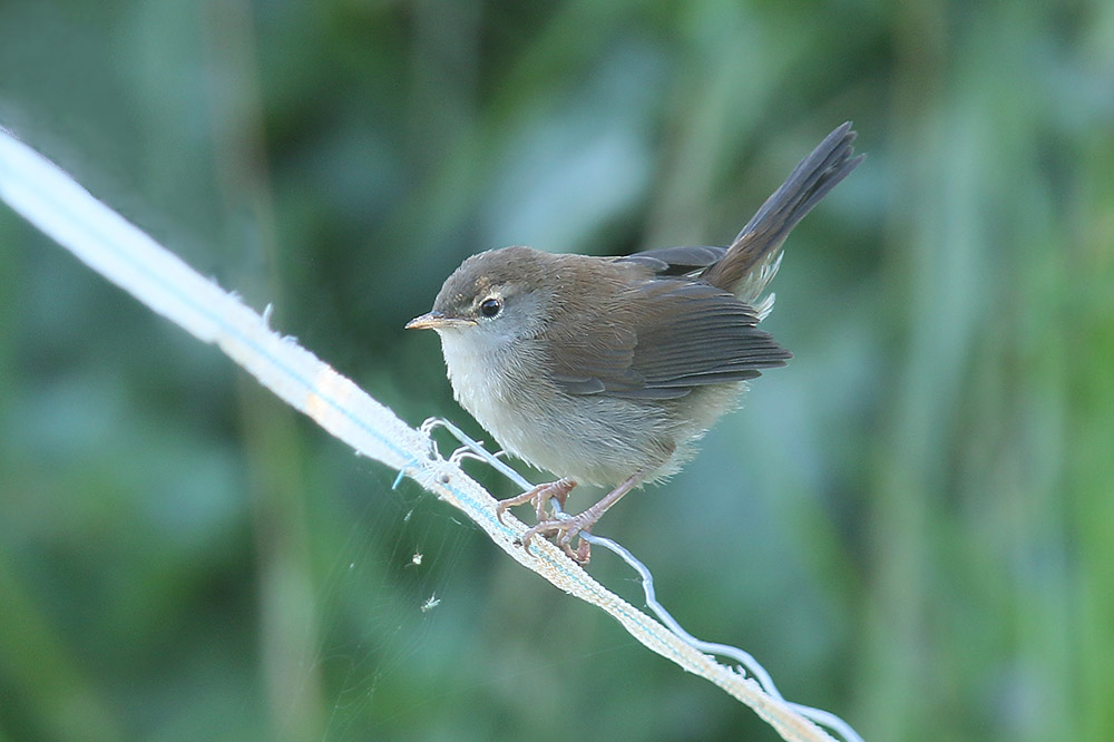 Cettis Warbler by Mick Dryden