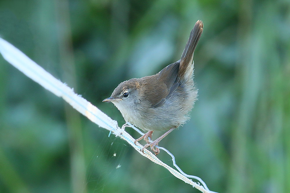 Cettis Warbler by Mick Dryden