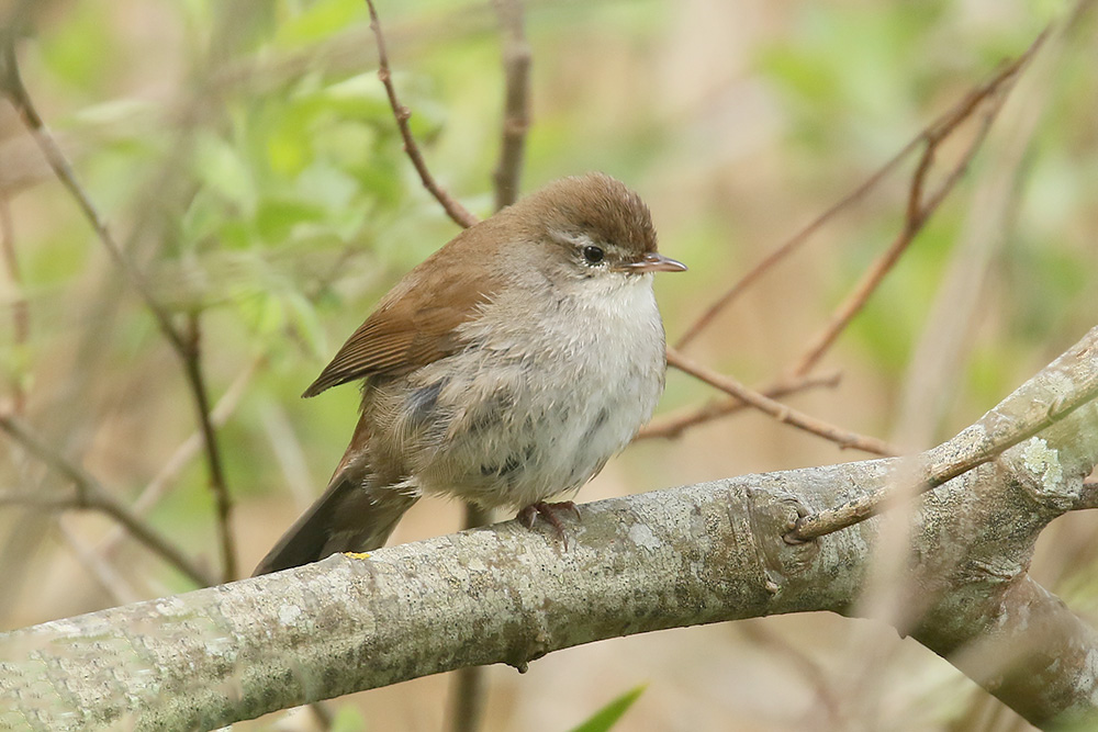 Cetti's Warbler by Mick Dryden