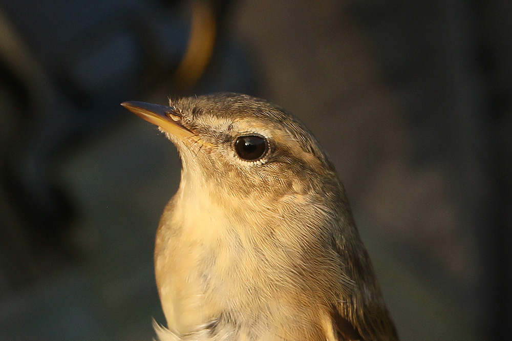 Dusky Warbler by Mick Dryden