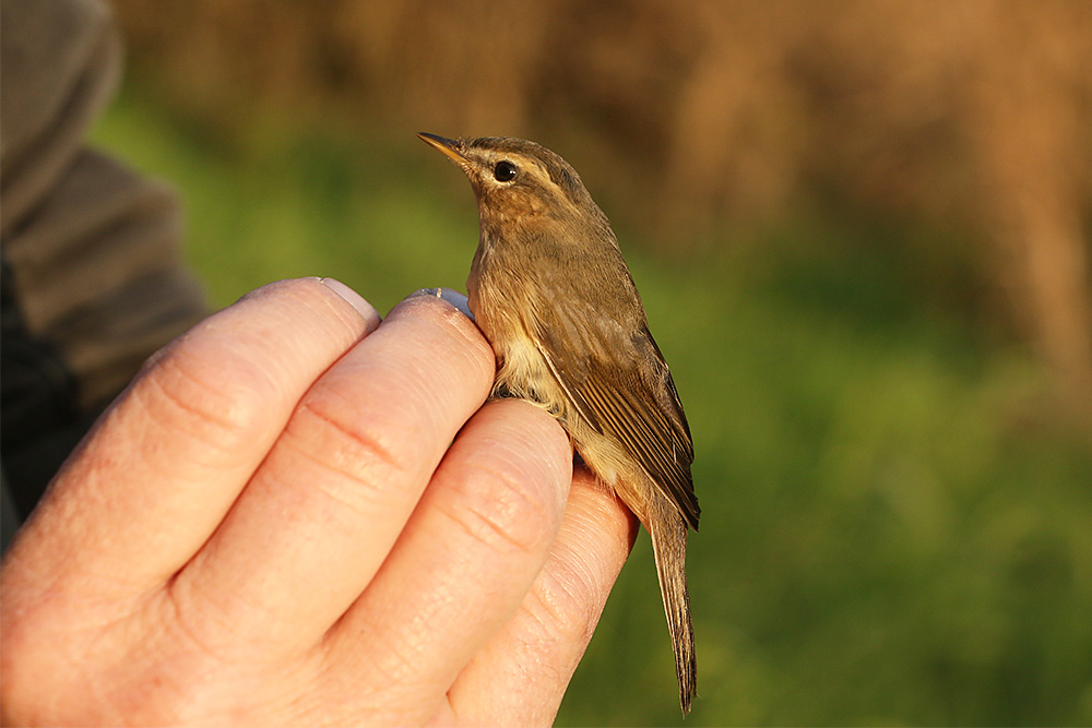 Dusky Warbler by Mick Dryden