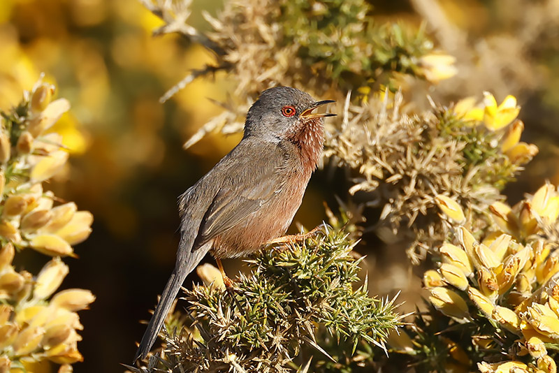 Dartford Warbler by Mick Dryden