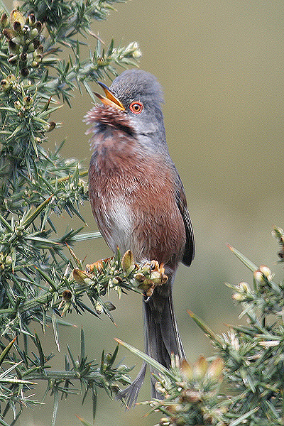 Dartford Warbler by Mick Dryden