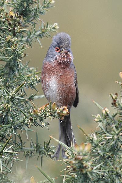 Dartford Warbler by Mick Dryden