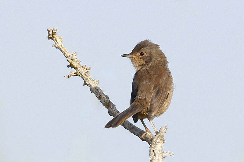 Dartford Warbler by Mick Dryden