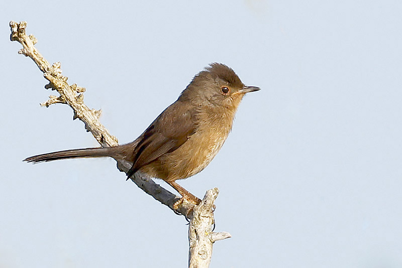 Dartford Warbler by Mick Dryden