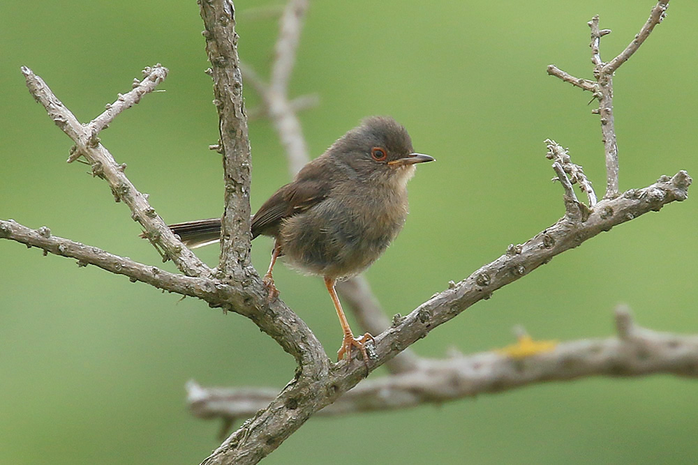 Dartford Warbler by Mick Dryden