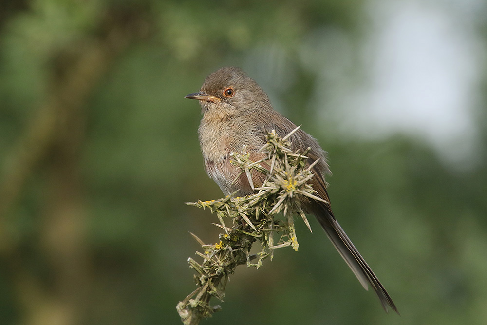 Dartford Warbler by Mick Dryden