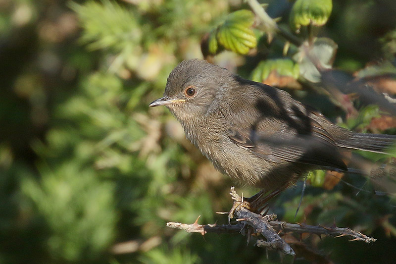 Dartford Warbler by Mick Dryden