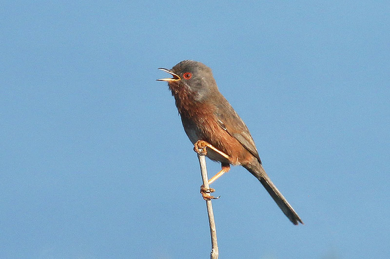 Dartford Warbler by Mick Dryden