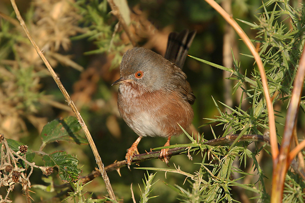 Dartford Warbler by Mick Dryden