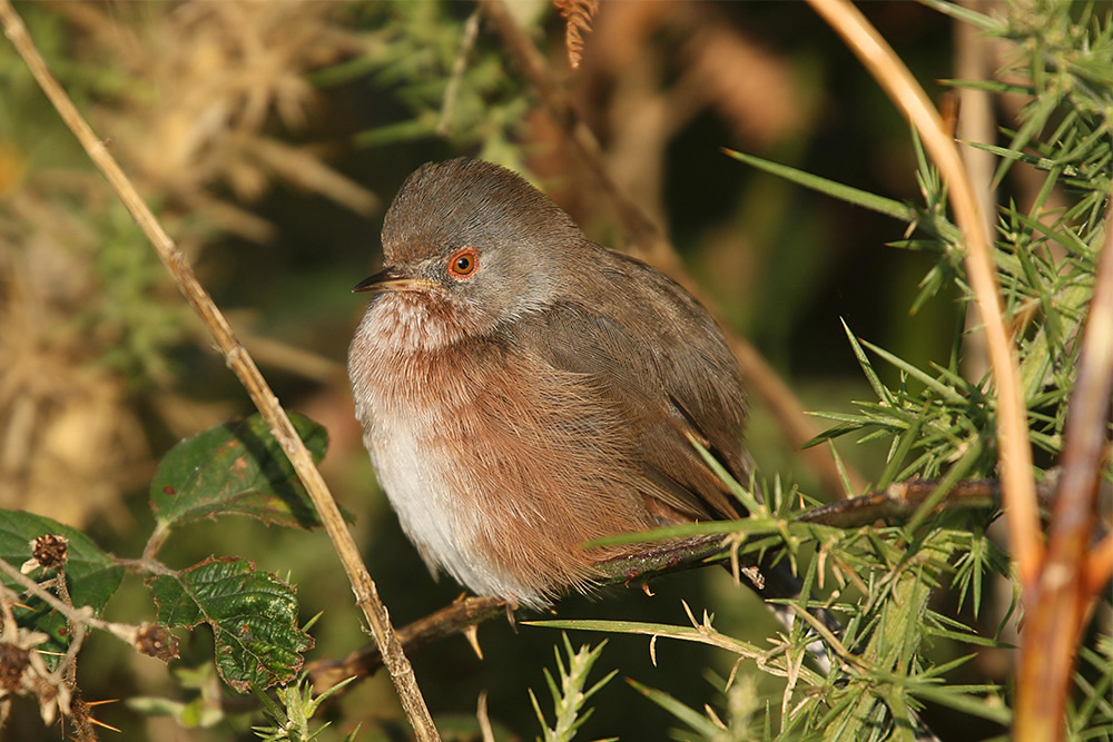 Dartford Warbler by Mick Dryden