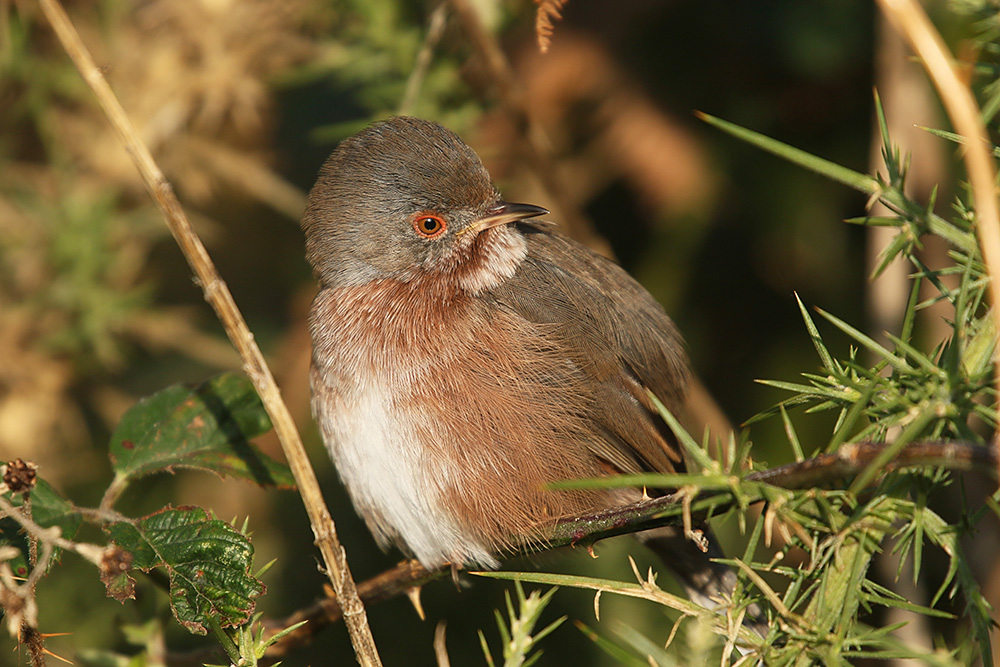 Dartford Warbler by Mick Dryden