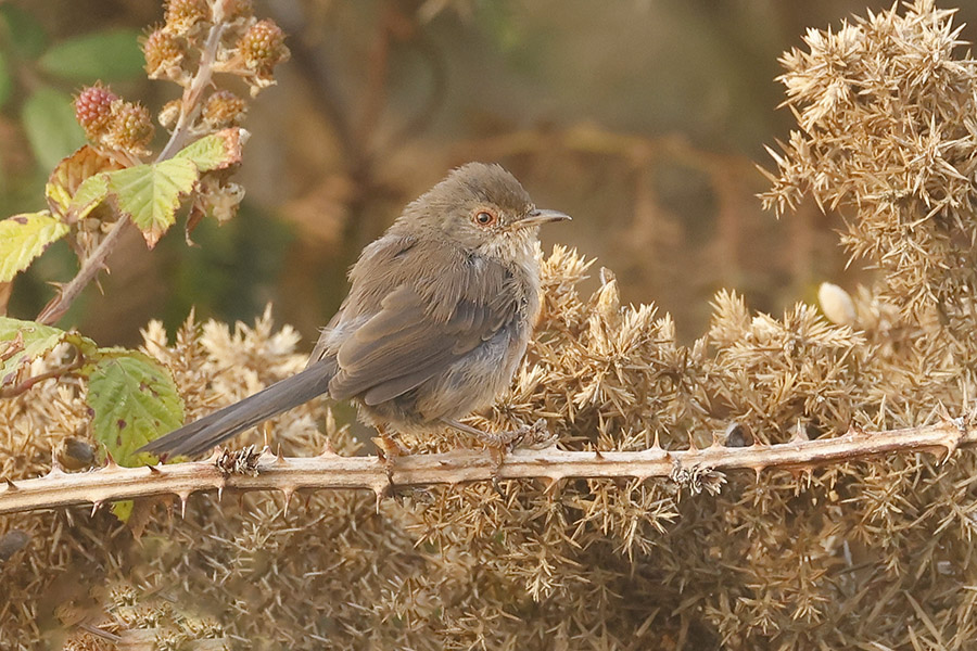 Dartford Warbler by Mick Dryden