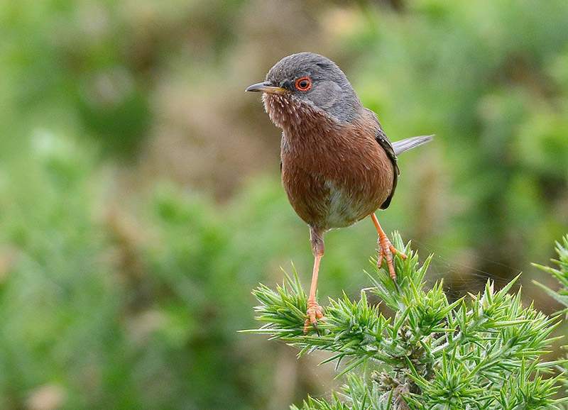 Dartford Warbler by Tony Wright