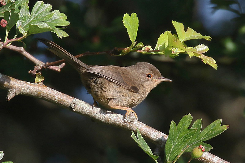 Dartford Warbler by Mick Dryden