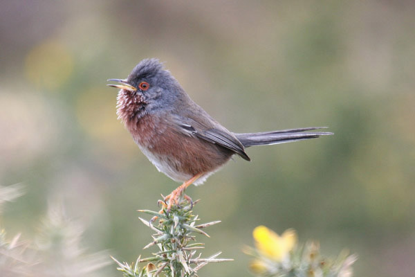 Dartford Warbler by Mick Dryden