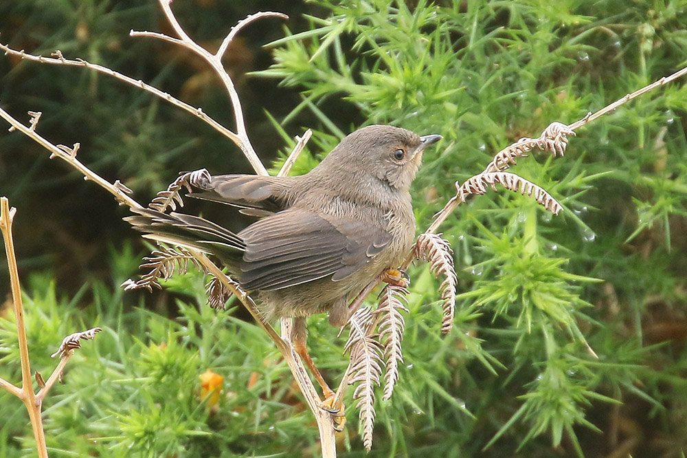 Dartford Warbler by Mick Dryden