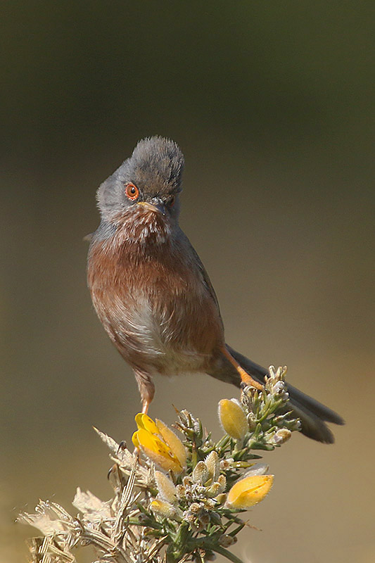 Dartford Warbler by Mick Dryden