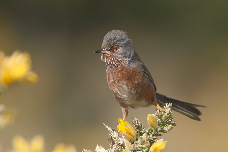 Dartford Warbler by Mick Dryden